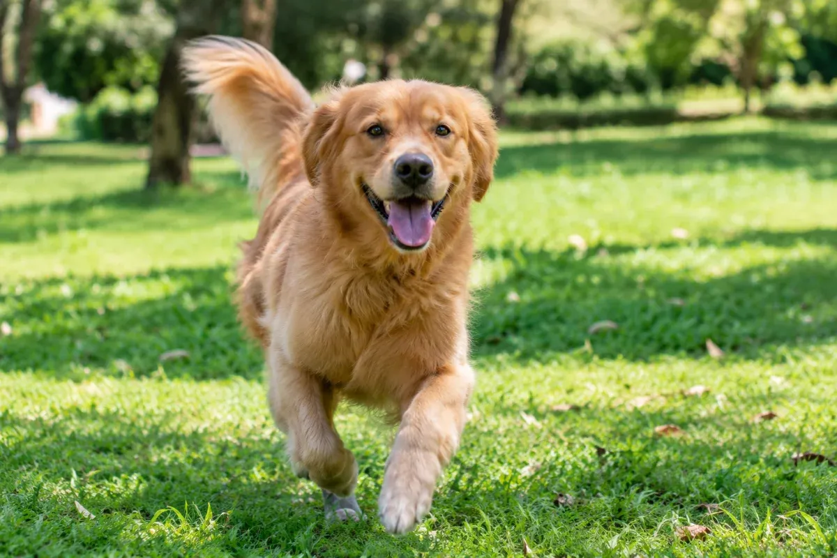 Golden retriever corriendo feliz en el pasto